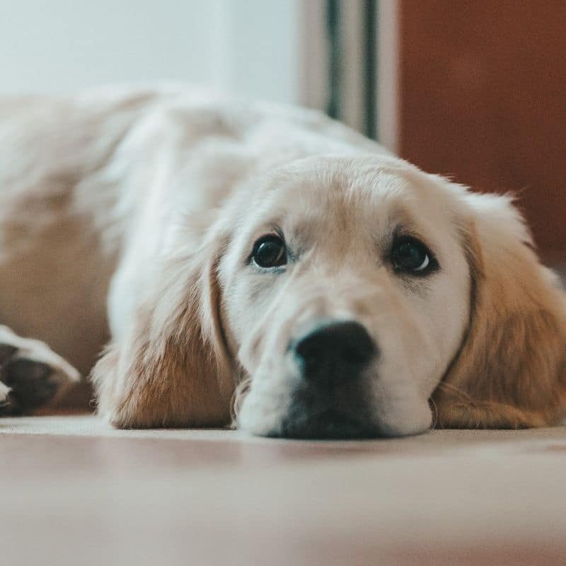 Os cães podem comer iogurte?