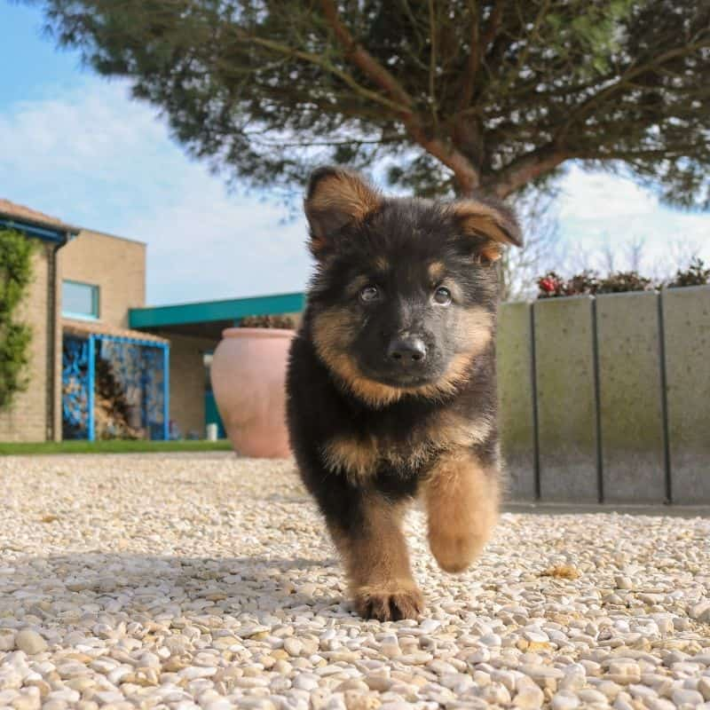 Os cães podem comer queijo?