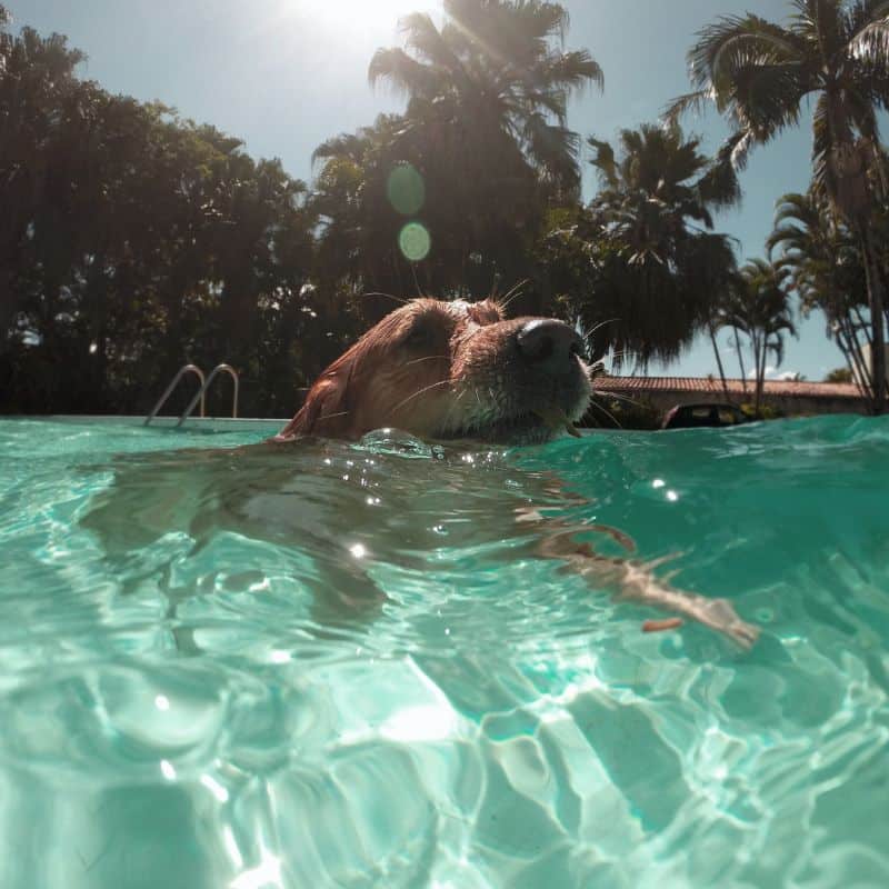 Os cães podem tomar banho depois de comer?