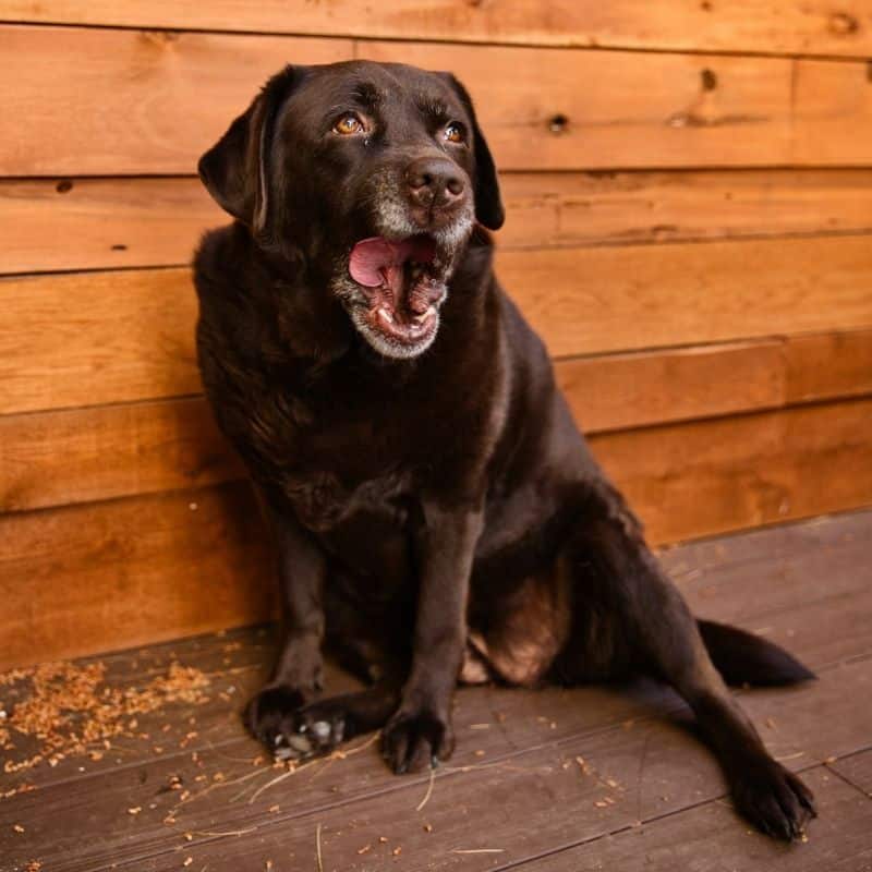 5 ragioni per adottare un cane anziano