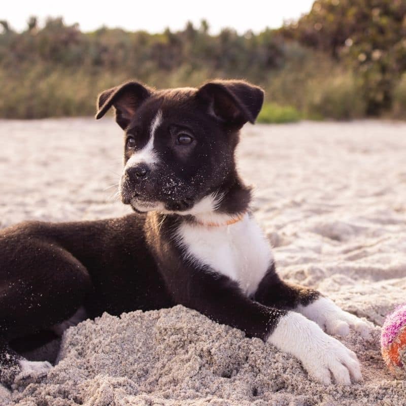 Come insegnare al cane a non mordere, 6 consigli per il cucciolo