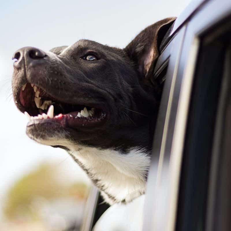 Come trasportare il cane in auto