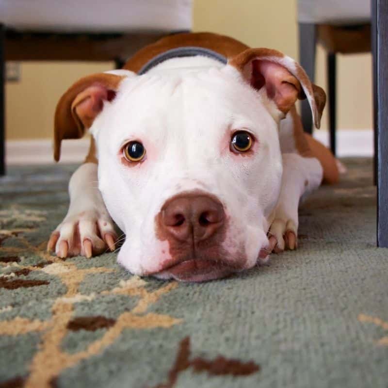 Os cães podem comer feijão?