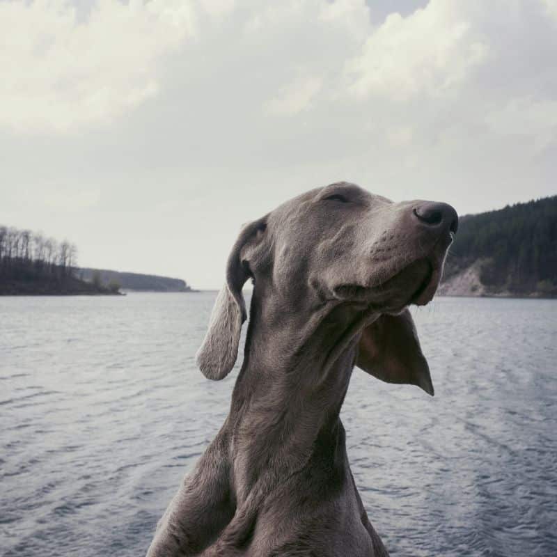 Os cães podem comer atum enlatado?