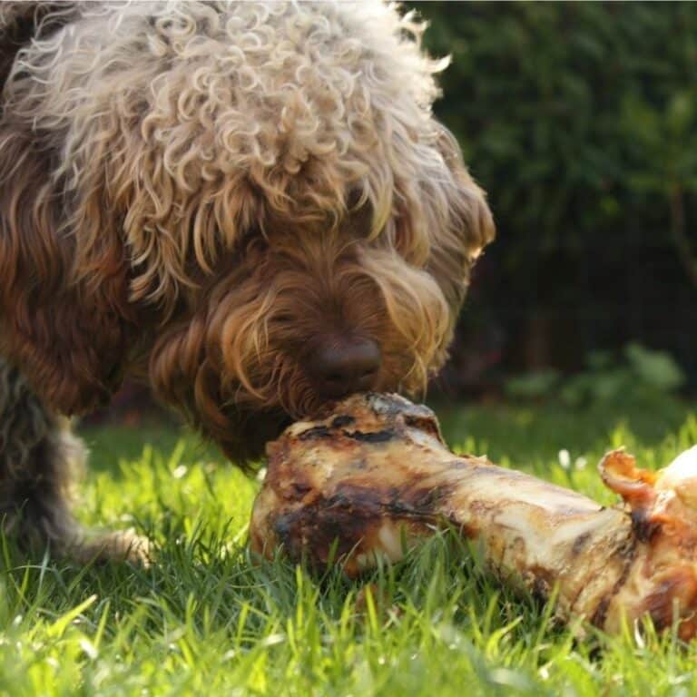 son huesos de cordero cocidos seguros para que los perros los coman