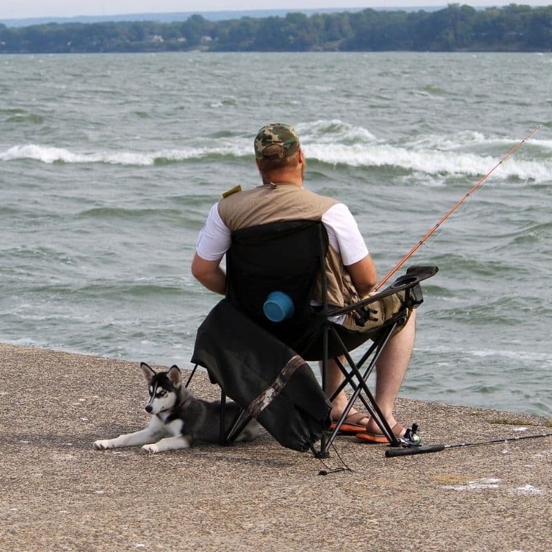 ¿Los perros pueden comer pescado?