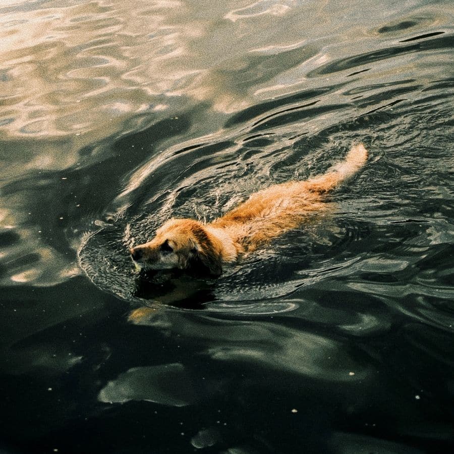 Qué pescados pueden comer los perros