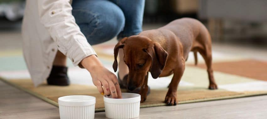 Los perros pueden comer pollo? Descúbralo con Barkyn