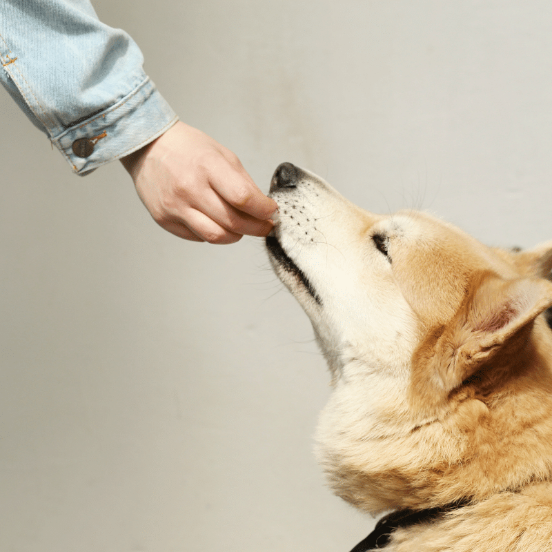 suplementos para perros