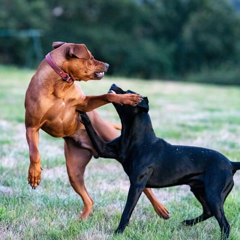 cane morso da un altro cane cosa fare