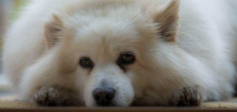 Come abituare il cane a fare i bisogni sulla traversina