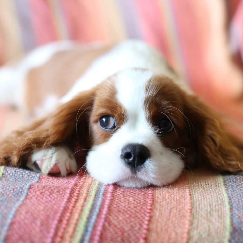 Os cães podem comer abacate?