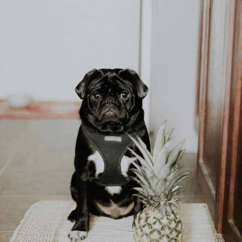 Os cães podem comer ananás?