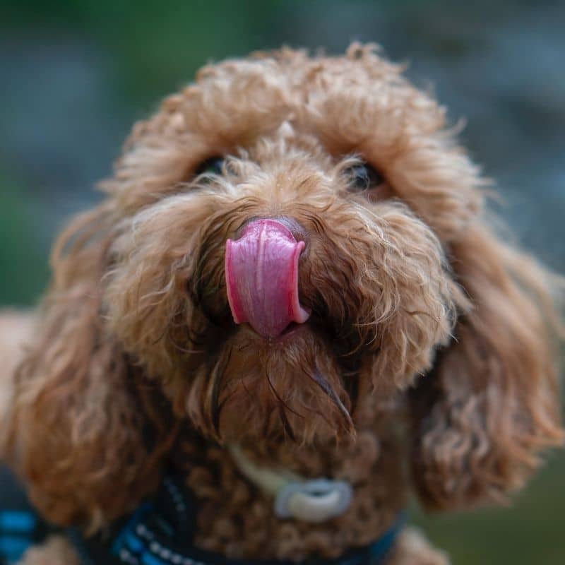 Os cães podem comer tremoços?