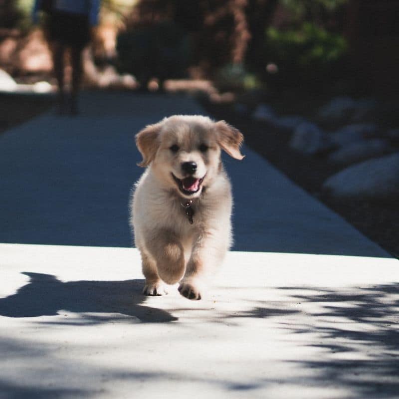 Quando si calmano i cuccioli di cane