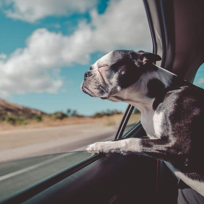 5 formas de calmar a tu perro durante los viajes en coche