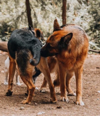 Perché i cani si annusano a vicenda