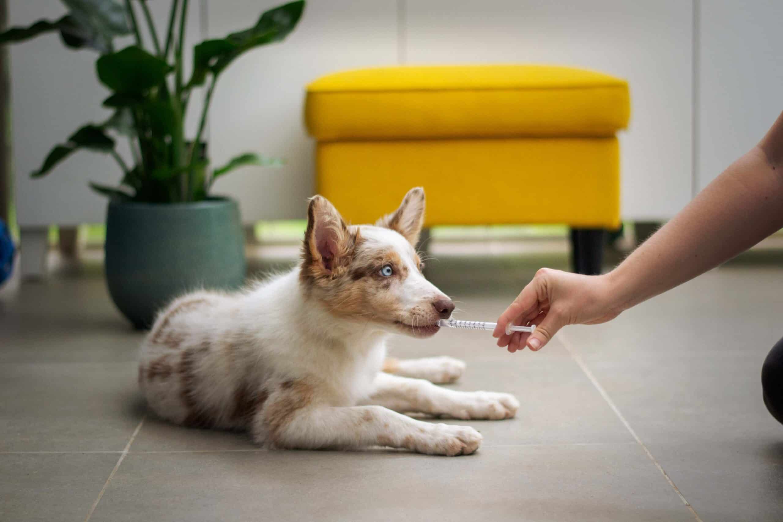 5 consigli per somministrare farmaci al tuo cane