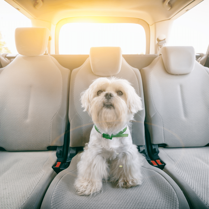 5 maneiras eficazes de acalmar o seu cão durante as viagens de carro