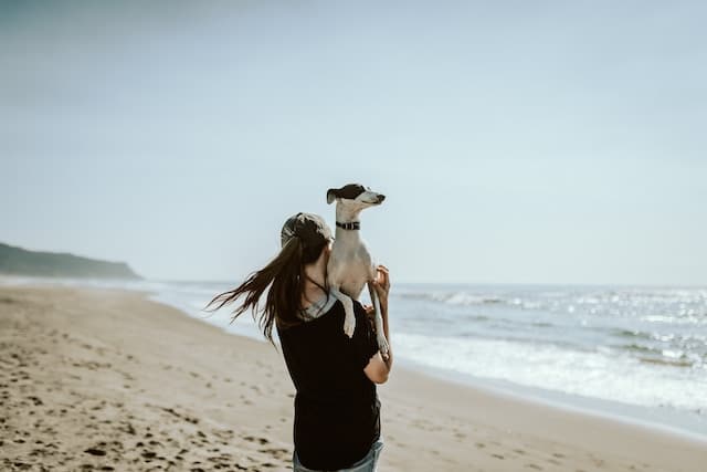 Como pegar corretamente no meu cão ao colo?