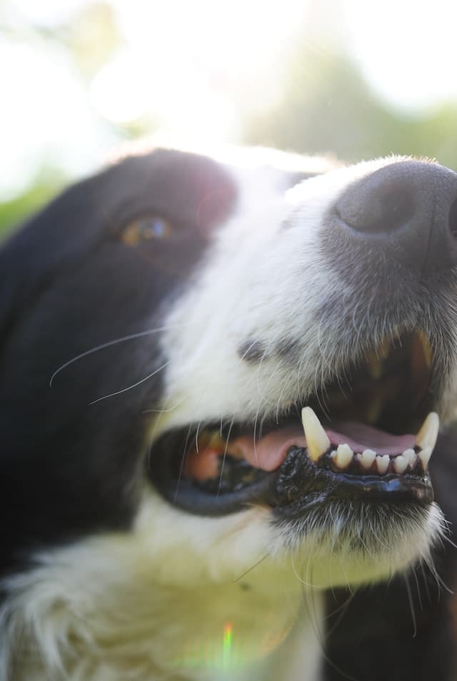 Como escovar os dentes ao meu cão e outros cuidados dentários