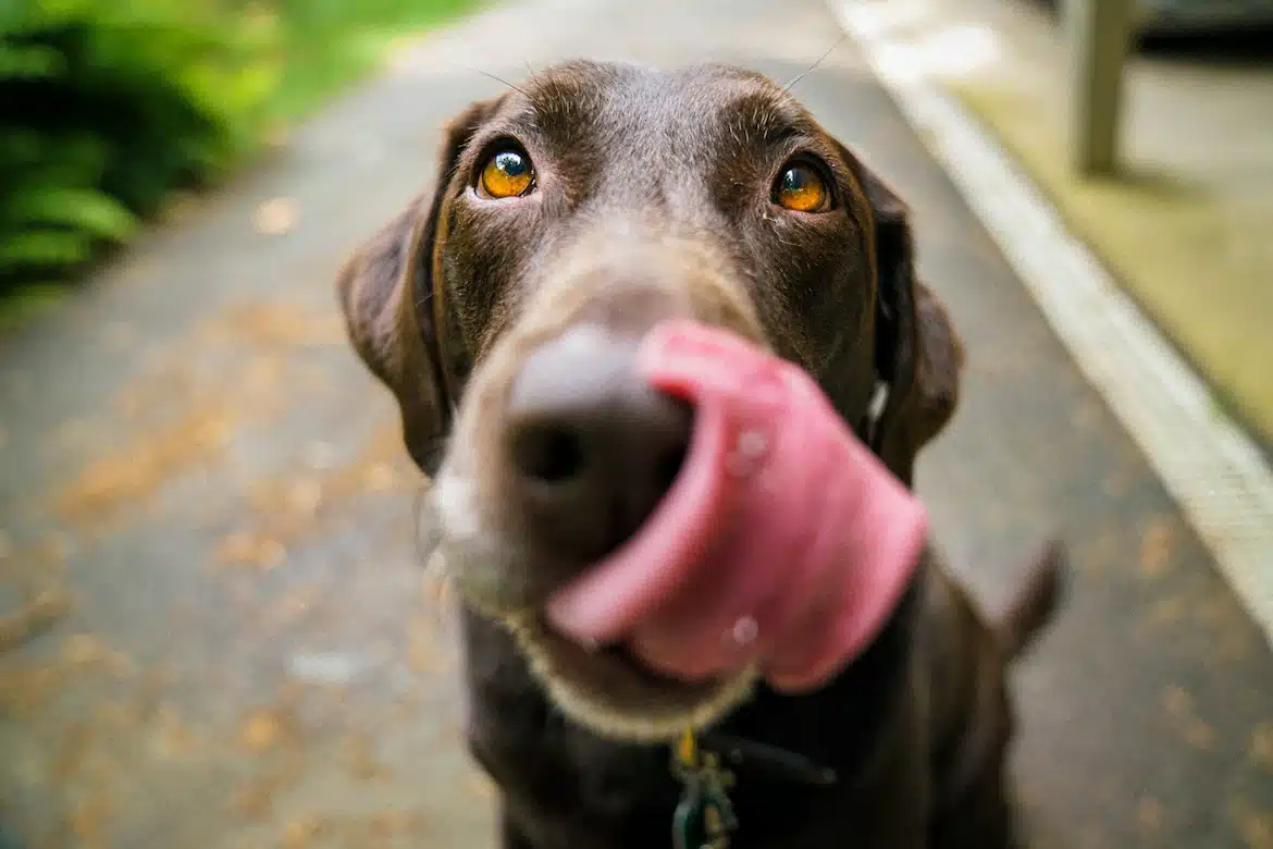 I cani hanno bisogno di prendere integratori?