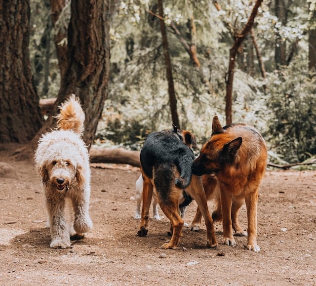 Os cães cheiram-se uns aos outros: porquê?