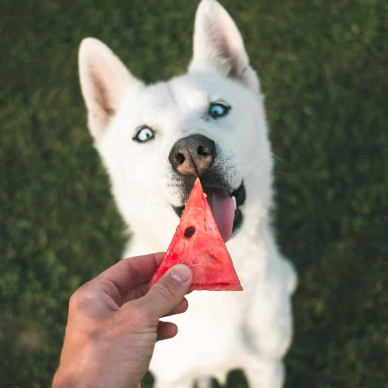 4 sumos naturais para cães que pode preparar este verão