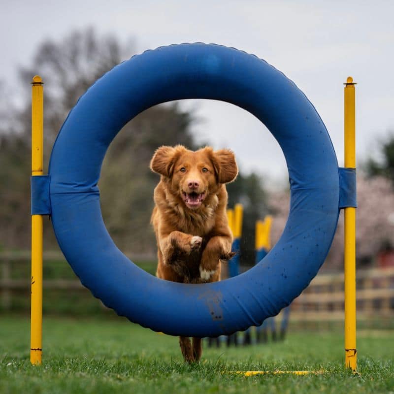 6 deportes para perros