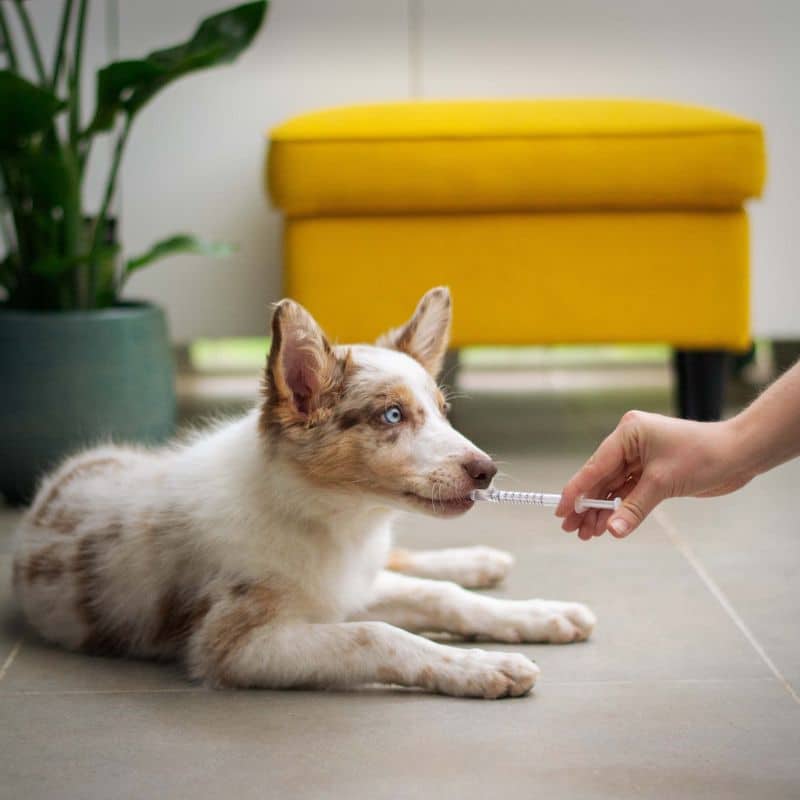 L’importanza dei probiotici per i cani