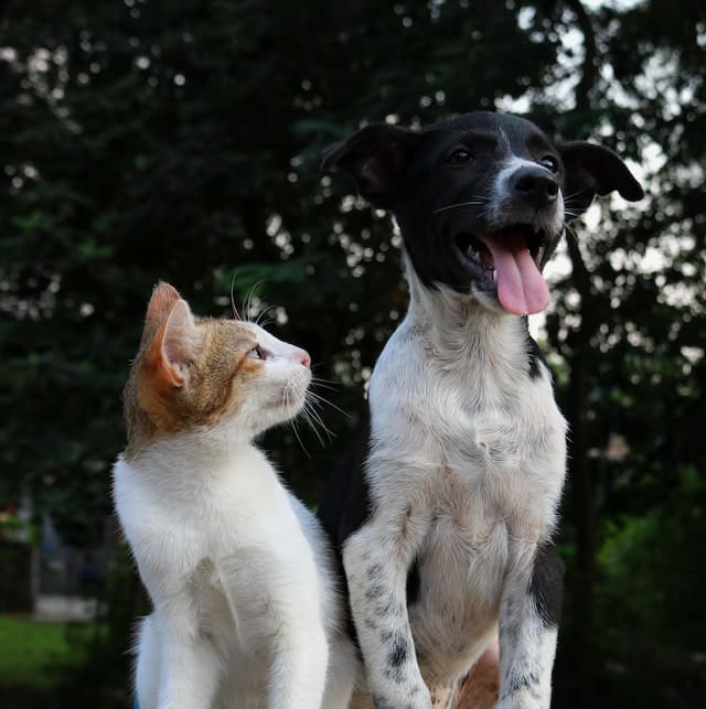 Os cães podem comer comida de gato?