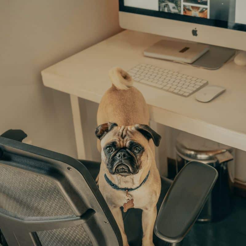 I benefici per la salute di lavorare da casa con un cane