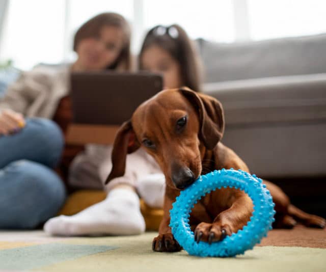 consejos para trabajar desde casa con un perro