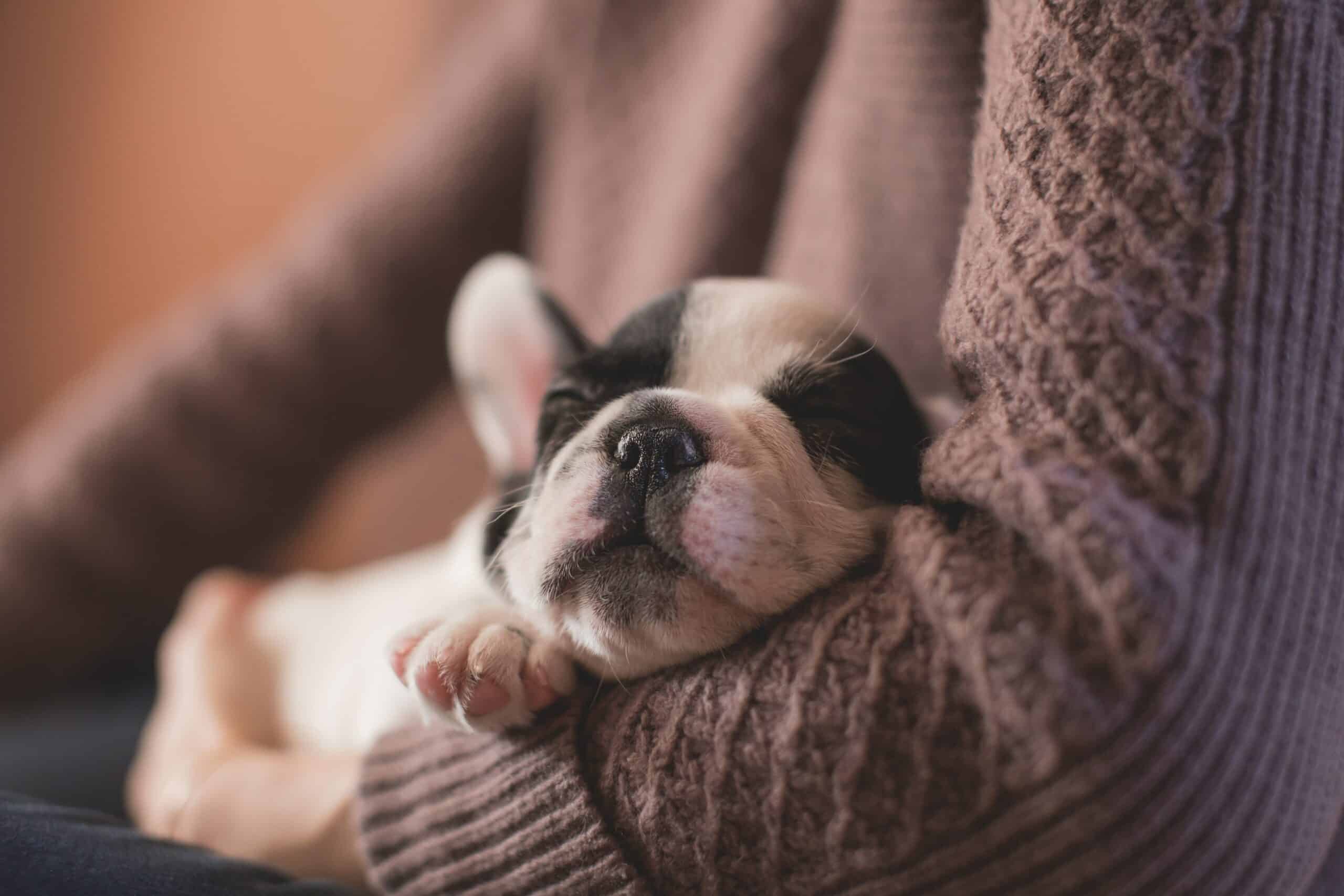 ¿Tienes un cachorro? 5 cosas que deberías saber