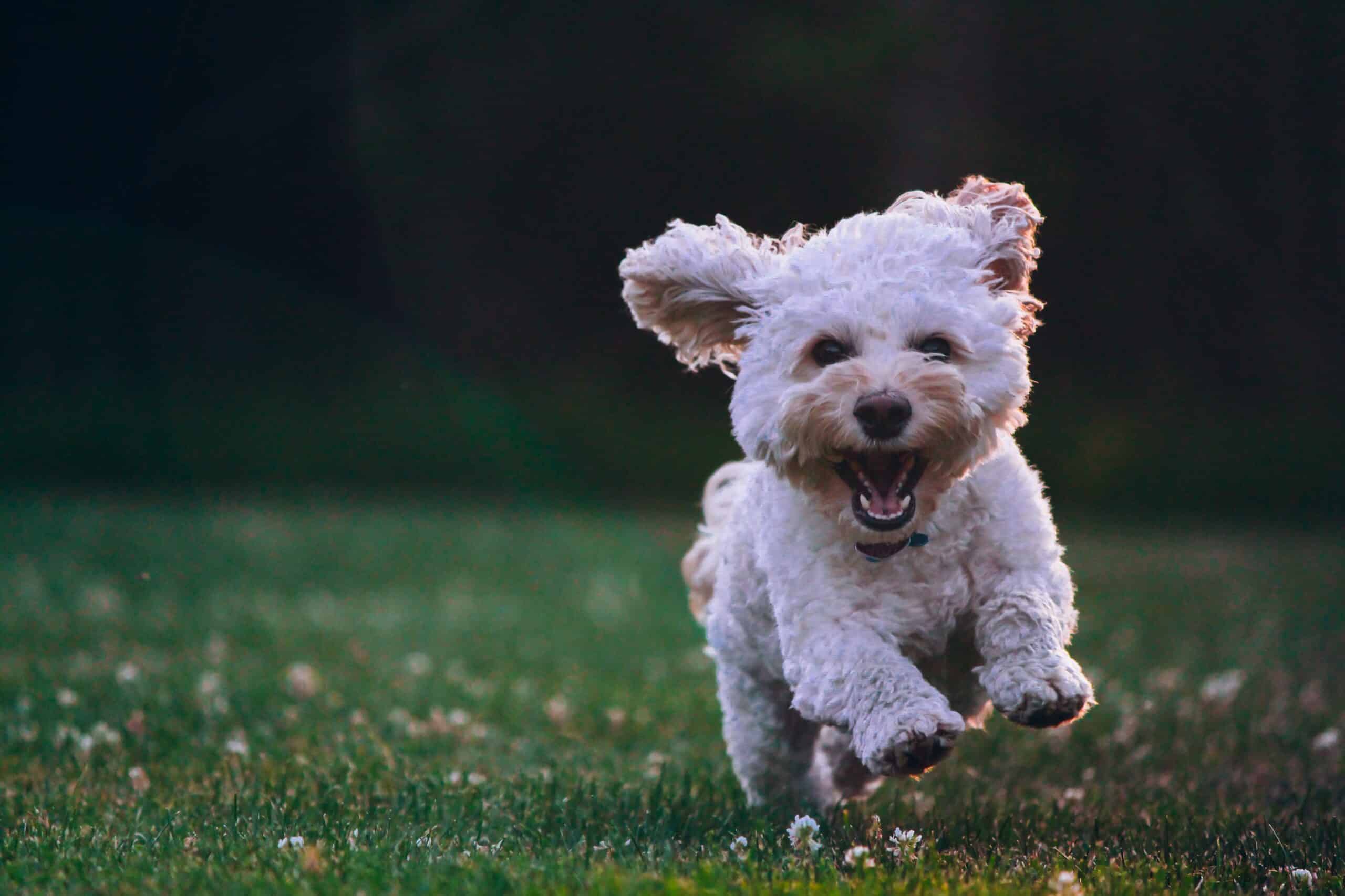 La importancia de los probióticos para perros