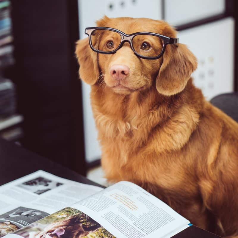 Quais as responsabilidades legais de donos de cães?