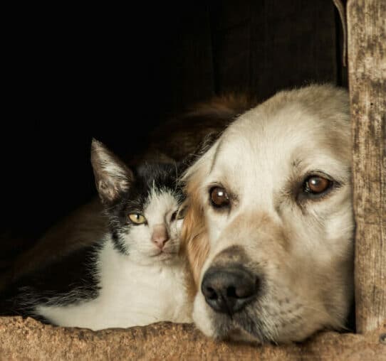 Perros y comida de gatos ¿Los perros pueden comer comida de gato?