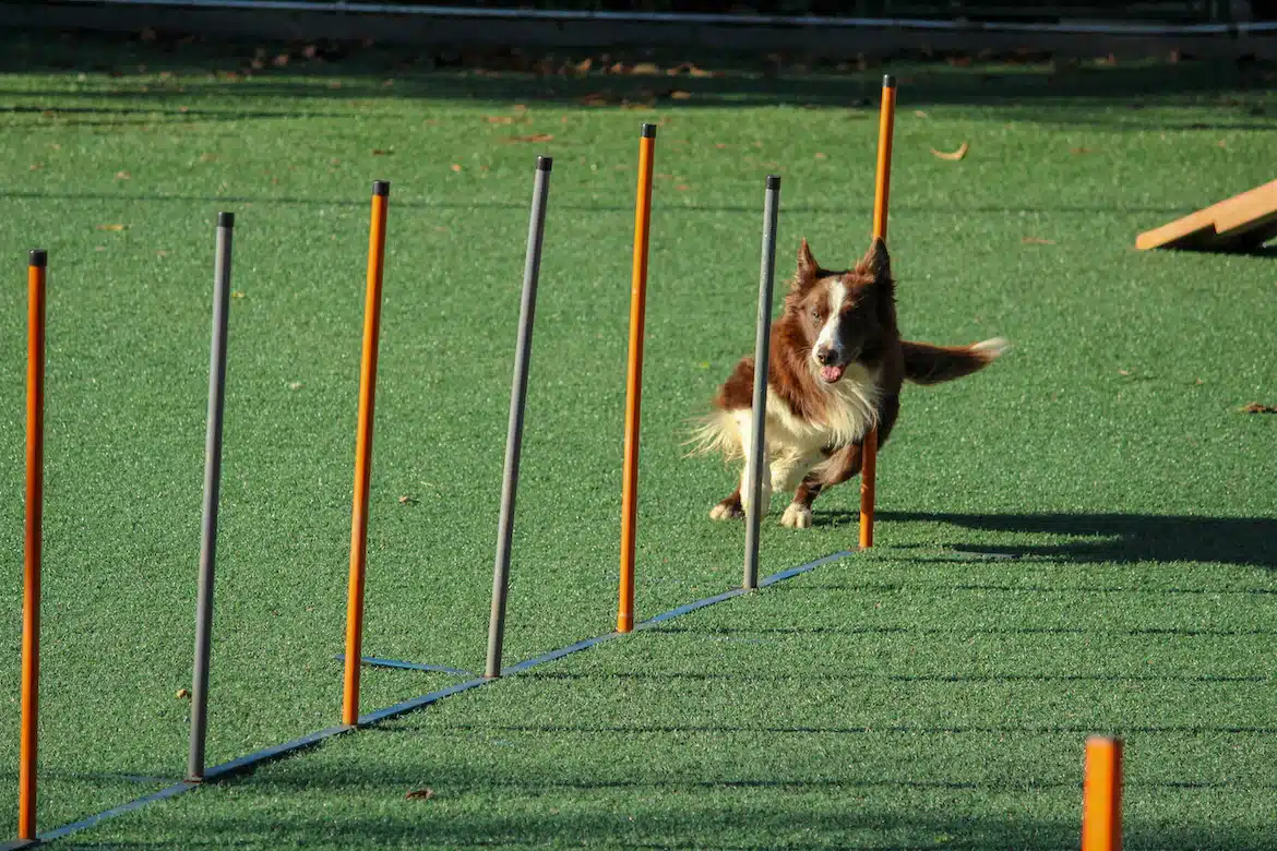 Come mantenere attivo il cane