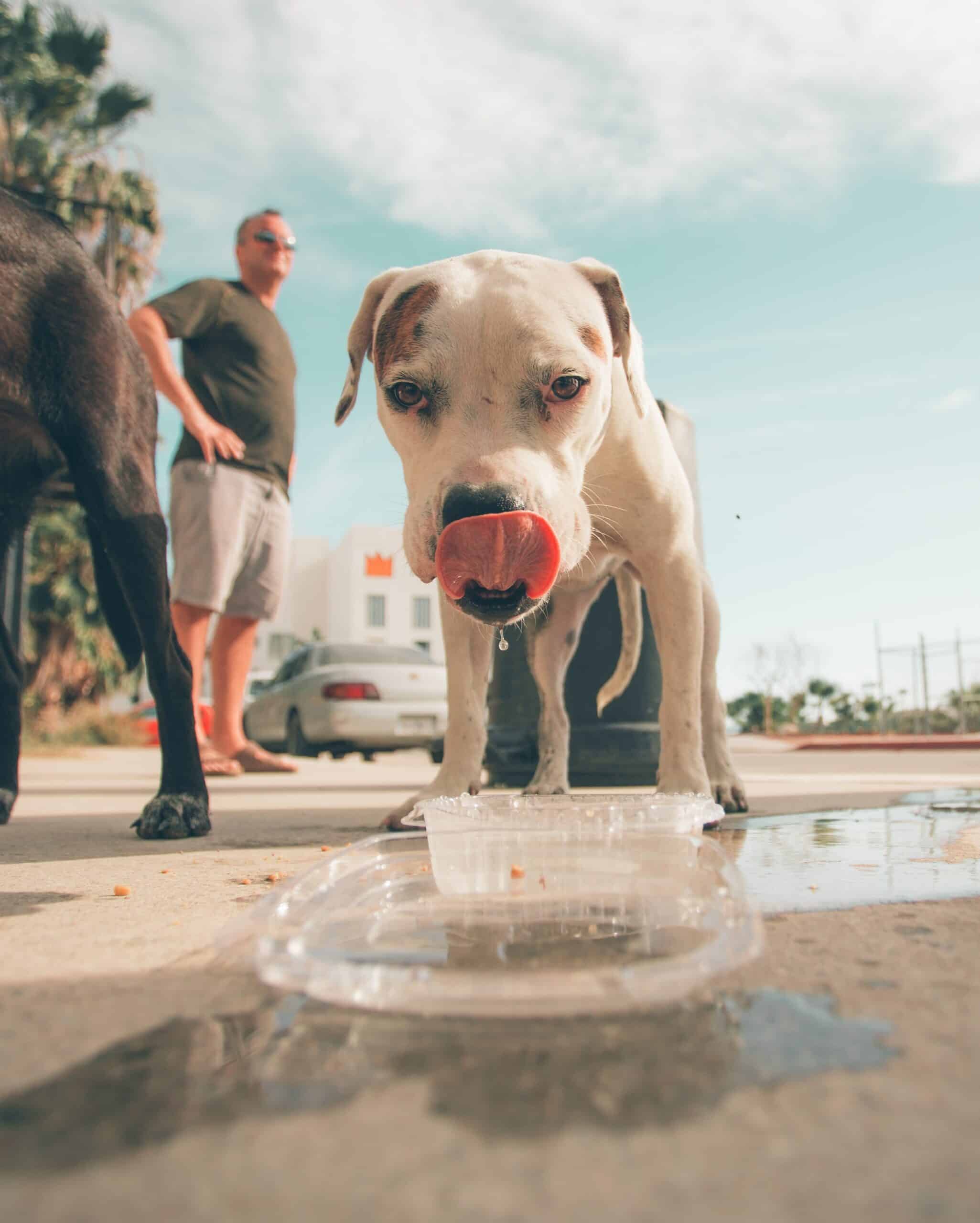 O meu cão pode comer gelo?