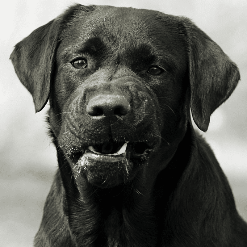 5 coisas que os cães odeiam – e que não sabia