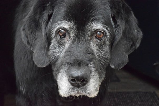 doenças em cães seniores