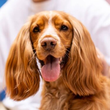 porque os cães ficam com a língua de fora