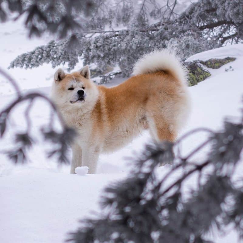 Las razas de perros más antiguas del mundo