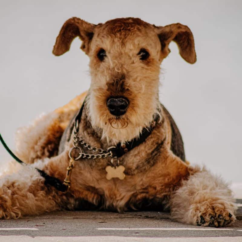 ¿Debo cortar el pelo a mi perro en verano?