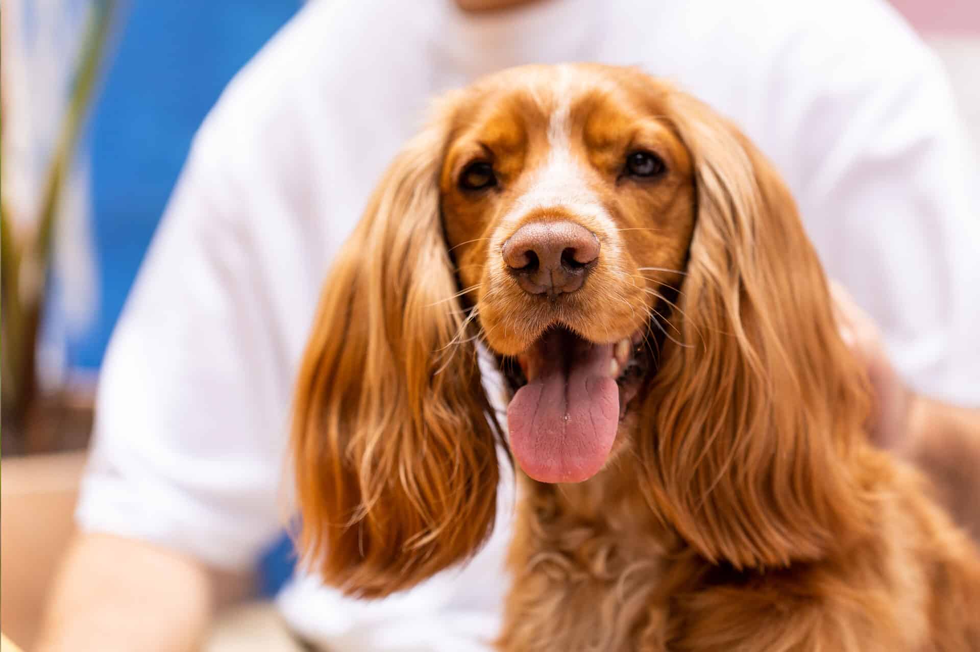 ¿Qué pasaría si tu perro saliera en la portada de Men’s Health?