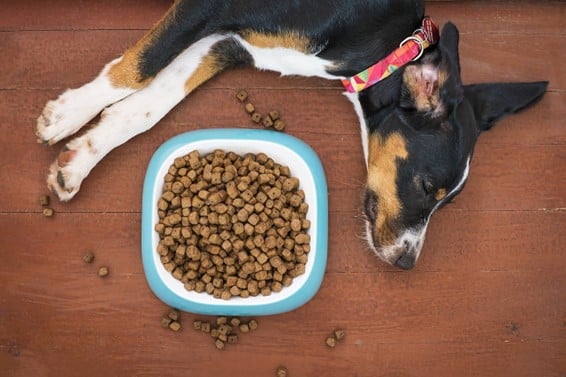 Comida grain-free cão