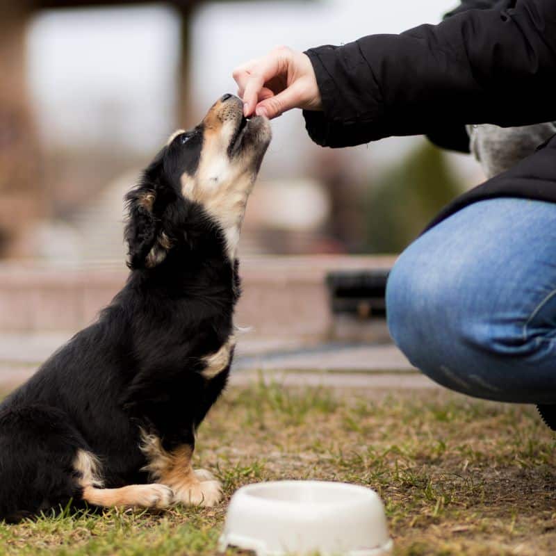 4 segni che il vostro cane non è adattato all'alimentazione.