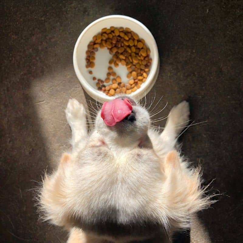 I vantaggi di un mangime Grain-free per cani