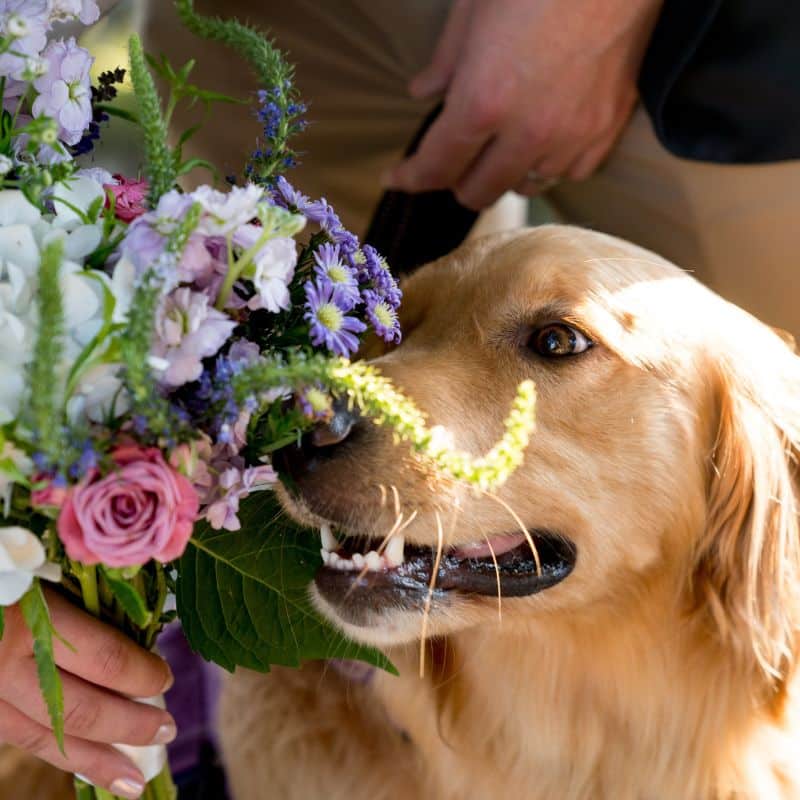 Idee per includere il mio cane il giorno del mio matrimonio