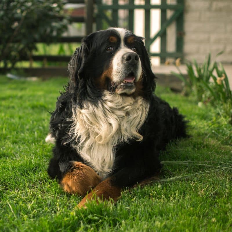 Il cancro nei cani: tipi e fattori di rischio